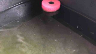 三色ラメ幹之メダカの稚魚