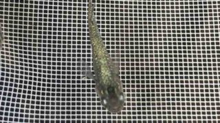 黒ラメ幹之体外光メダカ