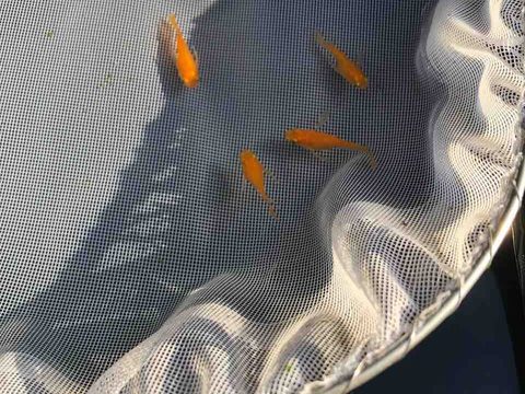 松井ヒレ長紅帝メダカダルマ体型