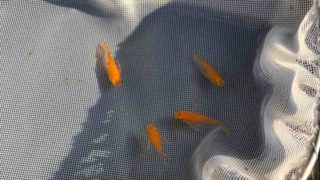 松井ヒレ長紅帝メダカダルマ体型
