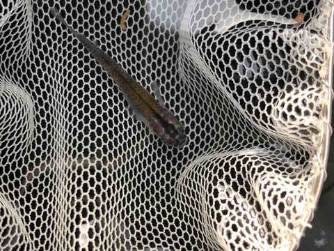 オーロラ表現のある灯メダカ