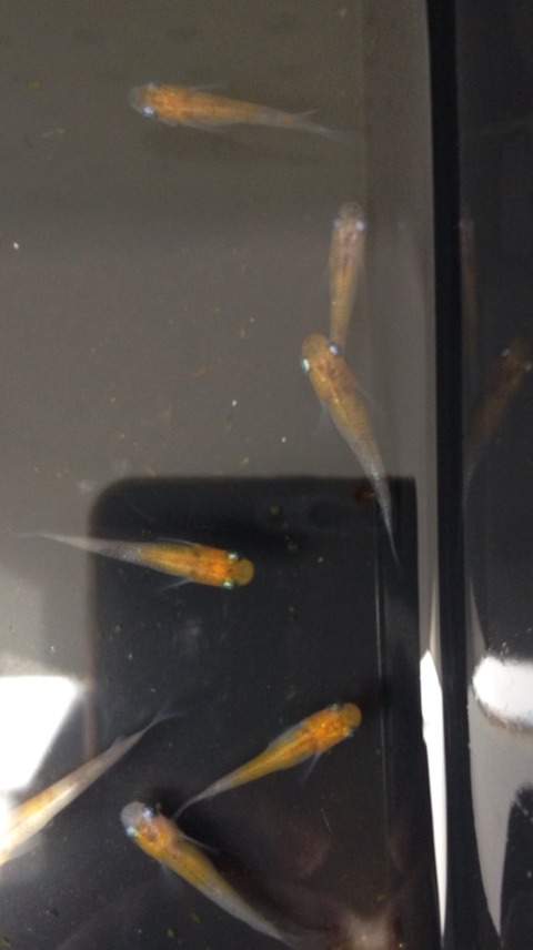 灯メダカ(2016年購入2017年5月に撮影)