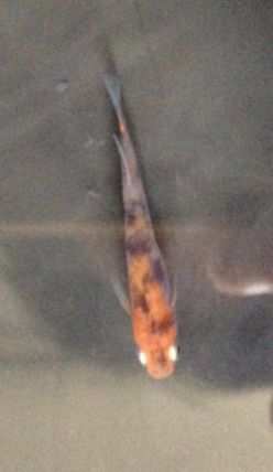 三色模様のメダカ