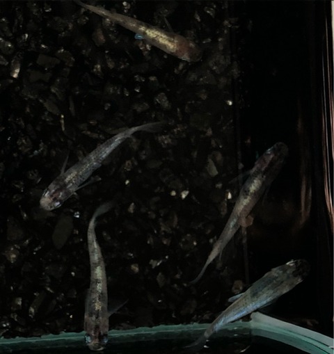 黒錦(カブキ系メダカ)2017年秋のメダカ品評会