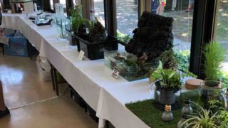 メダカの展示会(2018年春)