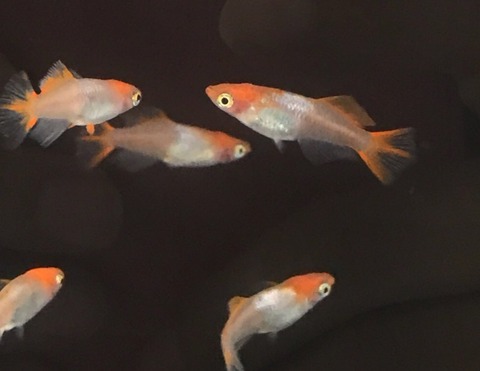 楊貴妃ヒカリ体型メダカ(銀帯)2017年秋鑑賞メダカ品評会