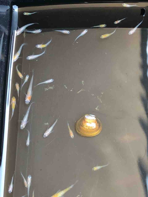 繁殖した後の非透明鱗紅白メダカ(2018年7月)