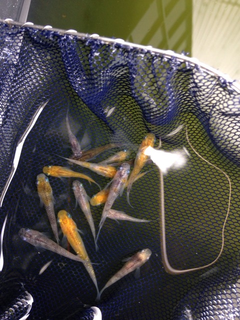 灯メダカの選別漏れ