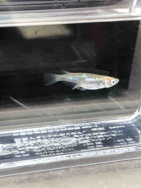 黒百式の選別前の全身体内光メダカ(2018年9月撮影)