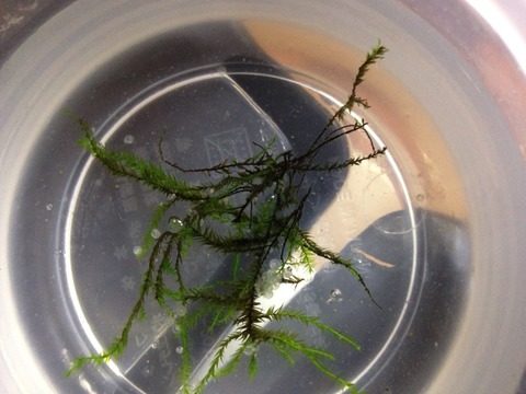 黒幹之メダカの卵