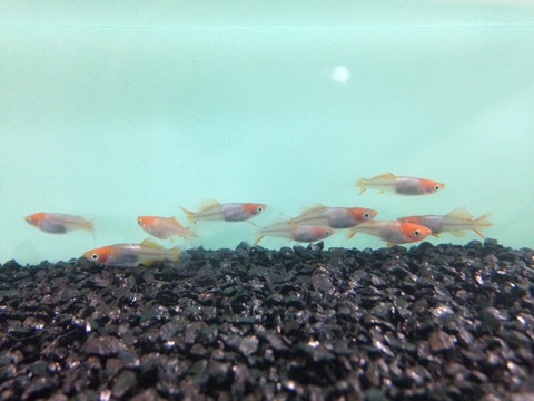 銀帯(楊貴妃透明鱗ヒカリ体型メダカ)