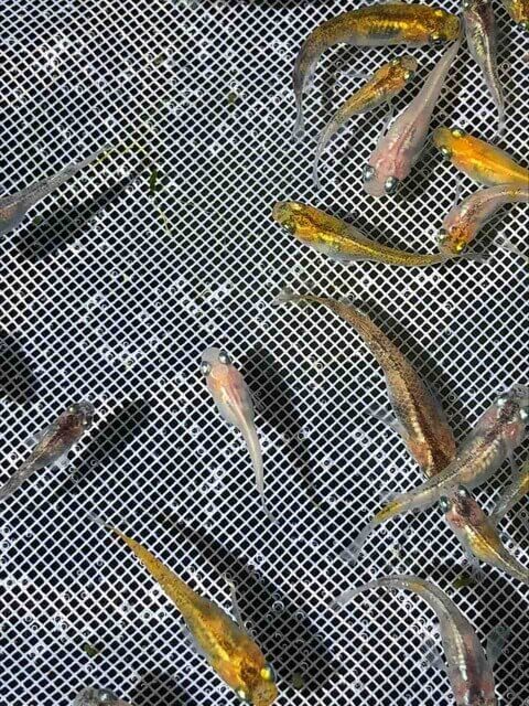 灯メダカ(2018年春生まれ)