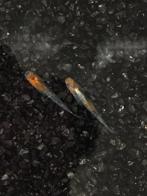 煌(2017年鑑賞めだか品評会)