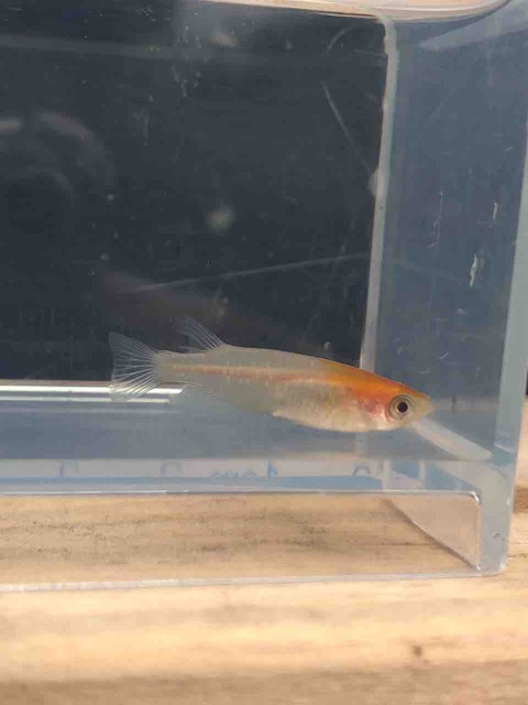 非透明鱗紅白メダカのオス(2018年5月)