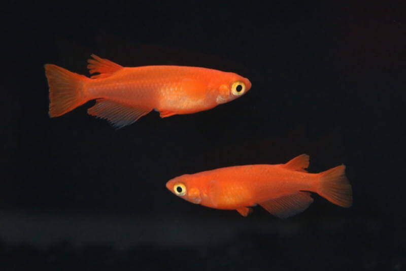 紅帝(2016年秋のメダカ品評会)