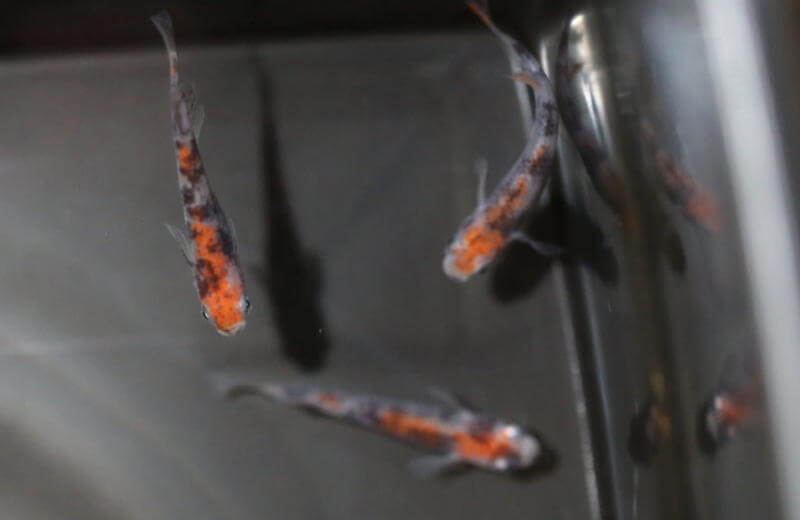 烏城三色メダカ(2016年秋のメダカ品評会)