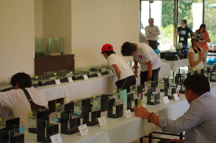 メダカ品評会の様子