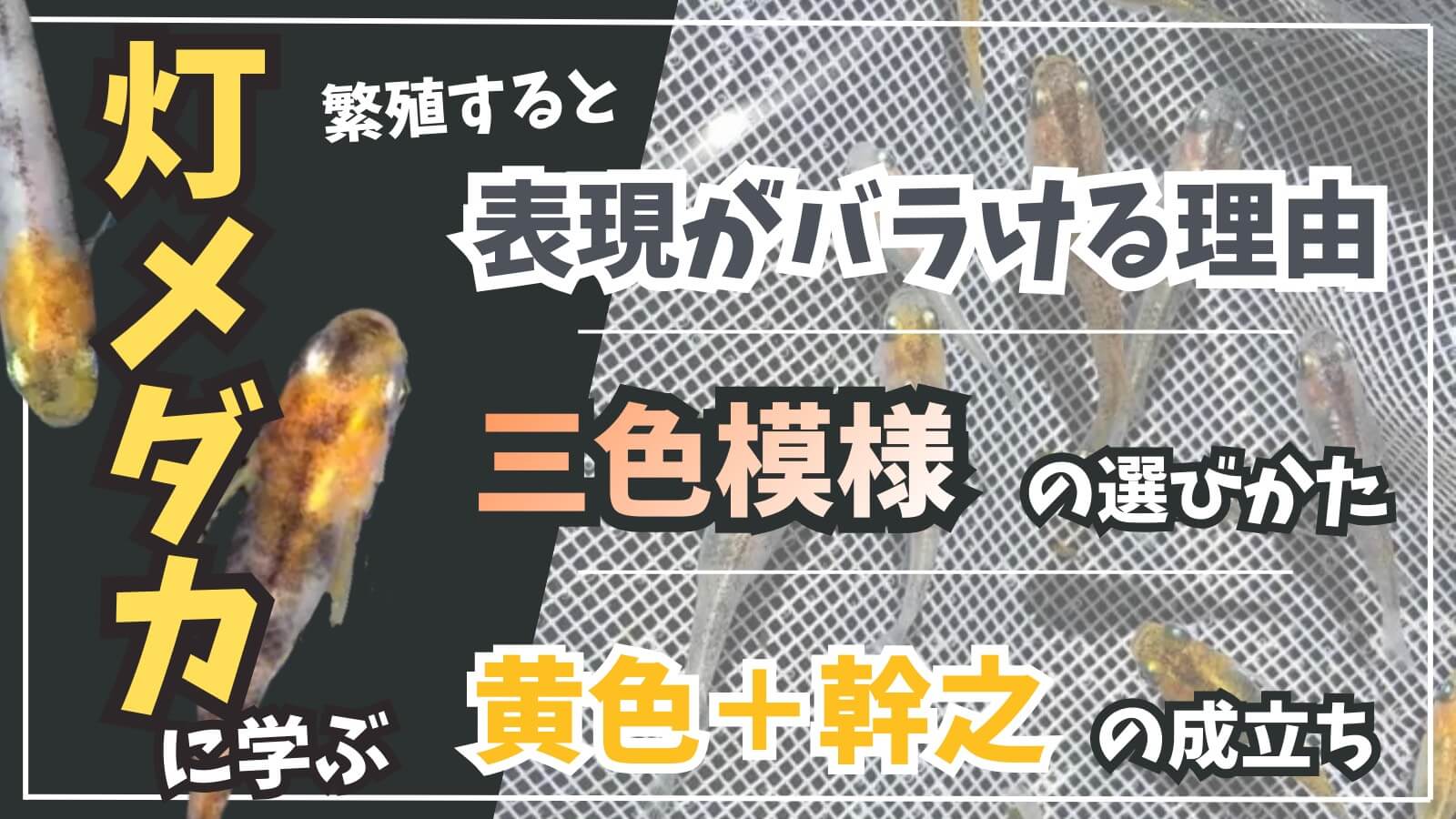 灯メダカのサムネイル画像(アイキャッチ画像)