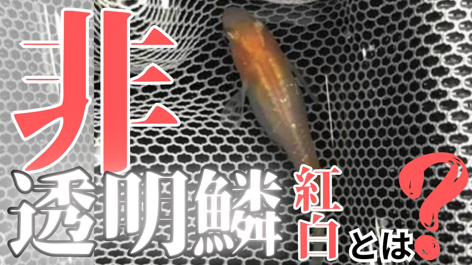 非透明鱗紅白メダカのアイキャッチ画像(サムネイル)