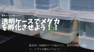 メダカの有精卵 無精卵の見分け方を覚えて メダカを孵化させる方法 ひろしゃんのメダカブログ メダカの果てまでイッテq