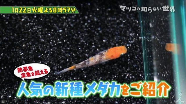 マツコの知らない世界