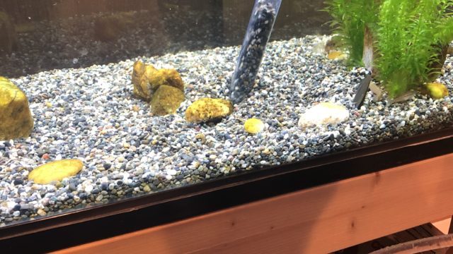巨大水槽の掃除
