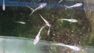 白ブチラメ幹之メダカ