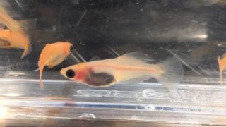 冬越し後のスケルトンパンダ
