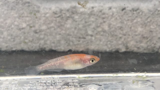 紅白ラメ幹之メダカ