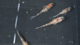 冬越し後の三色ラメ幹之メダカ