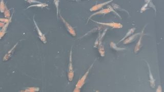 冬越し後の朱赤三色透明鱗メダカ