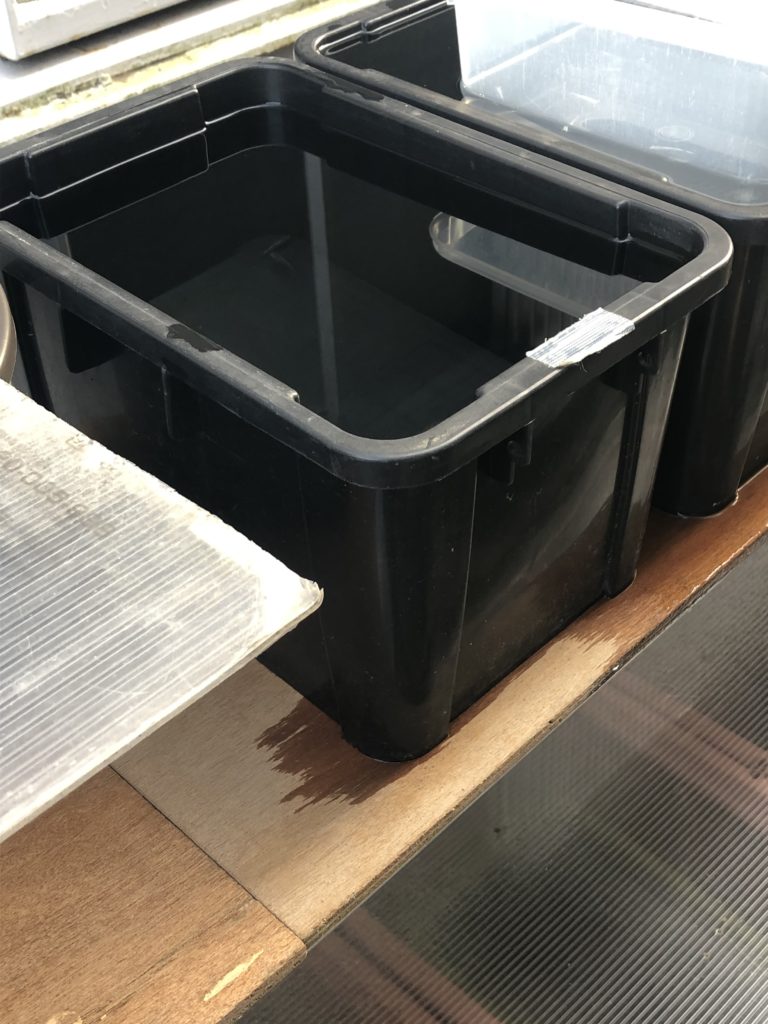 種親メダカの容器