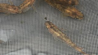 赤ぶちラメ幹之メダカ