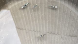 黒い全身体内光メダカ(百式)