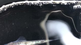 白ぶちラメ幹之メダカ