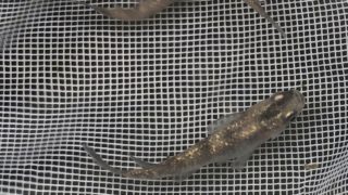 白ぶちラメ幹之メダカの種親