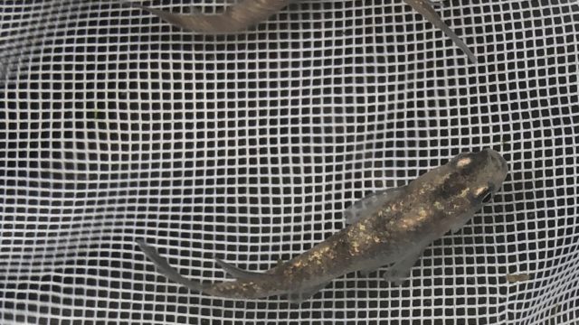 白ぶちラメ幹之メダカの種親