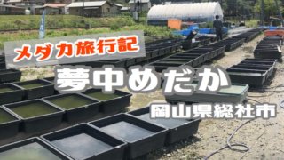 メダカ旅行のアイキャッチ