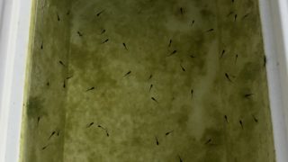 黒蜂ヒレ長メダカ