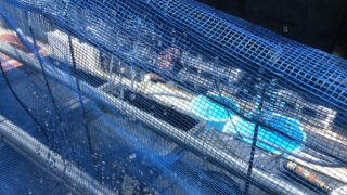 水換え中のメダカ容器