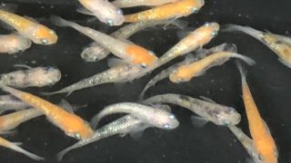 選別から外れた三色ラメ幹之メダカ