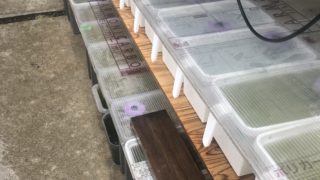 メダカ容器の雨対策