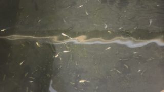 三色ラメ幹之メダカの稚魚