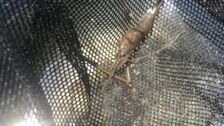 ガサガサで捕まえた魚手長海老