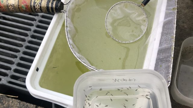 メダカの針子(赤ちゃん)のサイズ分け作業