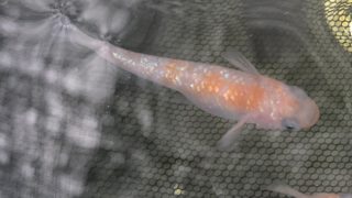紅白ラメ幹之メダカ