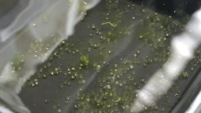 メダカの採卵
