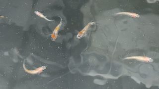 三色ラメ幹之メダカ2019年春産まれ
