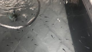 黒ラメ幹之メダカ体外光タイプ(2019年春産まれ)