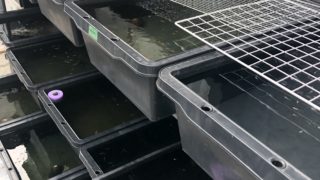 メダカラックとメダカの飼育容器